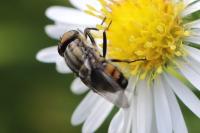 Stomorhina lunata
