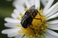 Stomorhina lunata