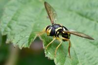 Philhelius citrofasciatus