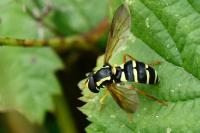 Philhelius citrofasciatus