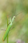 Mantis religiosa