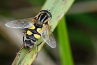 Helophilus trivittatus