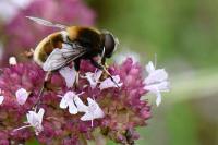Eristalis intricaria