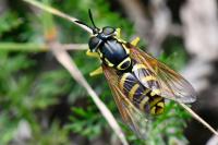 Chrysotoxum elegans