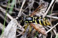 Chrysotoxum elegans