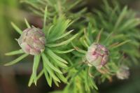 Spurgia euphorbiae