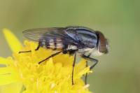 Stomorhina lunata
