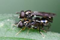 Neoascia podagrica