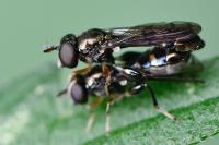 Neoascia podagrica