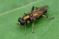 Xylota segnis