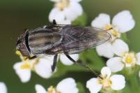 Stomorhina lunata