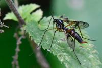 Ptychoptera contaminata