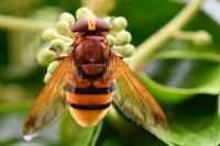 Volucella zonaria