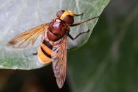 Volucella zonaria