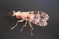 Trypetoptera punctulata
