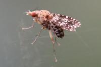 Trypetoptera punctulata