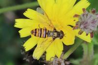 Episyrphus balteatus