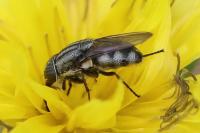 Stomorhina lunata