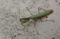 Mantis religiosa