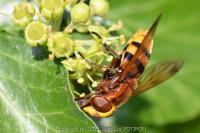 Volucella zonaria