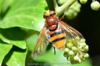 Volucella zonaria