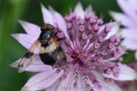 Volucella pellucens