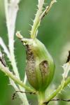 Urophora cardui
