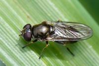 Cheilosia bergenstammi
