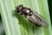 Cheilosia bergenstammi