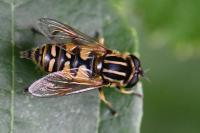 Helophilus pendulus