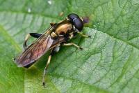 Xylota segnis