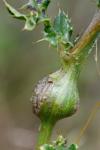 Urophora cardui