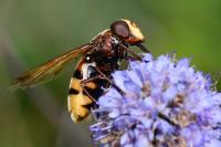 Volucella zonaria