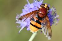 Volucella zonaria