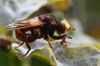 Sicus ferrugineus