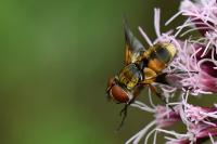 Ectophasia crassipennis