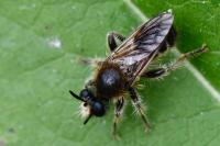 Choerades fuliginosa