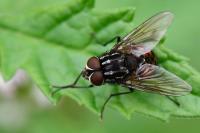 Graphomya maculata