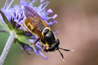 Callicera aurata