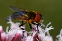 Phasia hemiptera