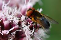 Phasia hemiptera