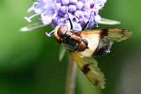 Volucella pellucens