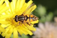 Helophilus pendulus