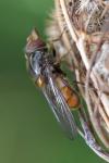 Rhingia campestris