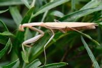 Mantis religiosa