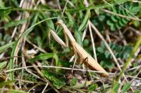 Mantis religiosa
