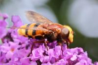 Volucella zonaria