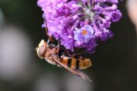 Volucella zonaria