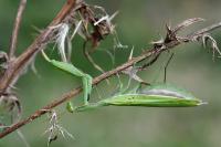 Mantis religiosa