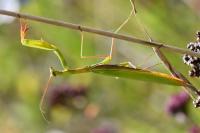 Mantis religiosa